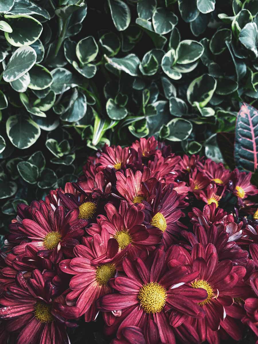 red daisy-like flowers